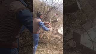 Cutting Tree Branches on Steep Slopes with a Chainsaw | Expert Tree Trimming#woodcutting#chainsawman