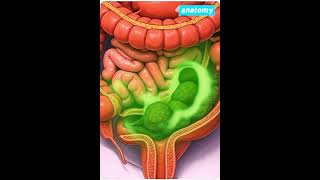 What Happens Inside Your Colon When You're Constipated #youtubeshorts #humanbody