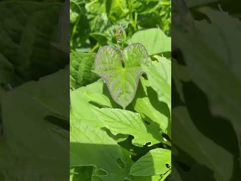 Chaos garden part 5 #garden #homegrown #gardening #chaosgarden #homegardening #growfood #plants