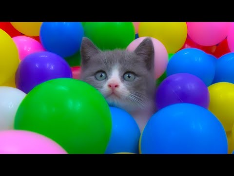 Meow, Cute Kitten