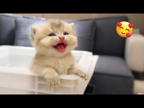 この小さな子猫たちの可愛さに心がとろける！💖🐾