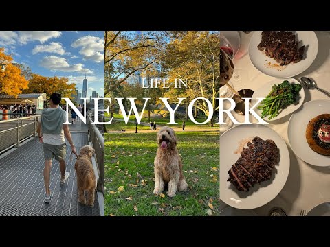 NYC Vlog | 뉴욕 일상 브이로그 | 센트럴파크 | 웨스트빌리지 | 뉴욕 로컬 맛집 | 뉴욕 가을 | 브루넬로 | I Sodi | Delmonico's | 강아지와 뉴욕