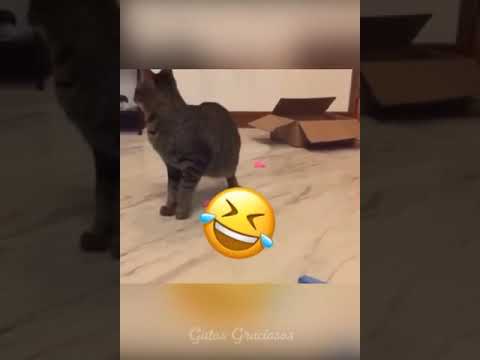 funny animals #shorts