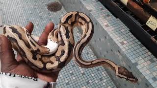 Pastel Pied Ball Python