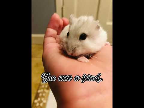 R.I.P. Snowball..  🖤