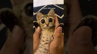 cats eyes getting bigger 👀