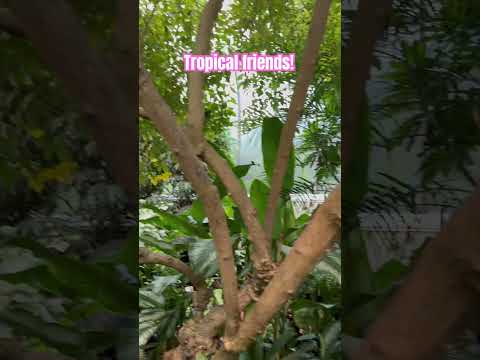 Tropical friends #floridaliving #travel #keywest #floridarealtors #lovefl #flamingo #foryou