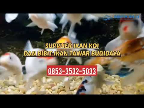 Supplier Ikan Koi Surabaya Blitar Lamongan Murah | 0853-3532-5033