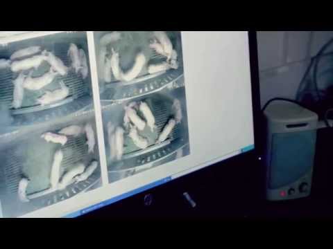 Paul Goethals over de Hoestmonitor voor Varkens