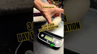 Day 14 of incubation! Looking good #molinarosnakelab #ballpython #shorts #royalpython #amazingsnake