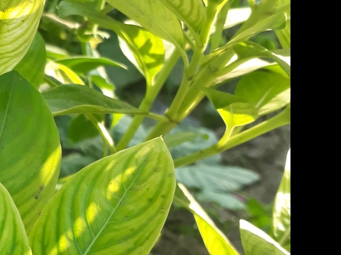 mr. chauhan Live Stream