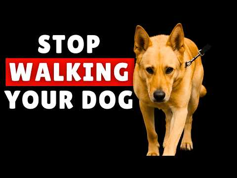Still Walking Your Dog on a Leash? Here’s What You Should Do in 2025