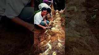 #shorts #agritools #farming2024 #agriculture  #JIKreactionagritools in farming 2024