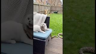 Nap Turned Nightmare: Cat vs Python, Dog to the Rescue!