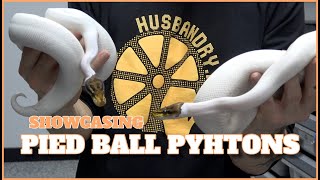 Showcasing Different Combos In Pied Ball Pythons | Showcase Saturdays