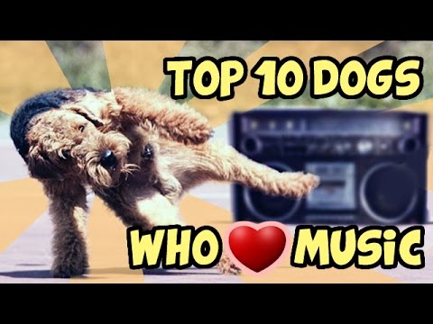 TOP 10 FUNNIEST DOGS WHO LOVE MUSIC