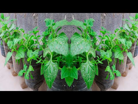How to make CAPILARITY IRRIGATION with plastic bottles to grow vegetables on the terrace
