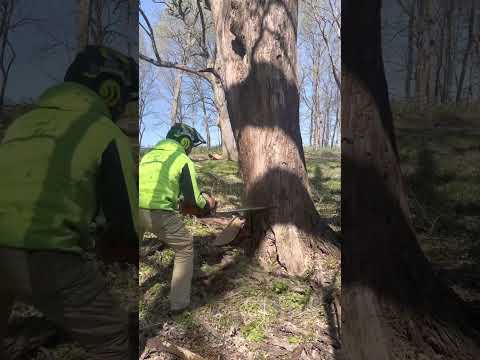 Bore cutting crispy front leaning oak with Stihl 500i #arborist #chainsaw #stihl #tree #logging