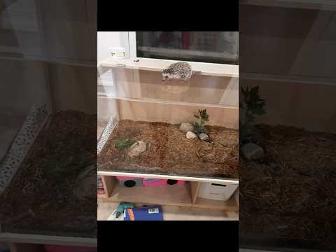 Hedgehog Moments part 24 #trending #hedgehog #cute #shorts #subscribe