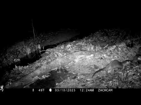 Backyard Trail Cam 3.7-3.12