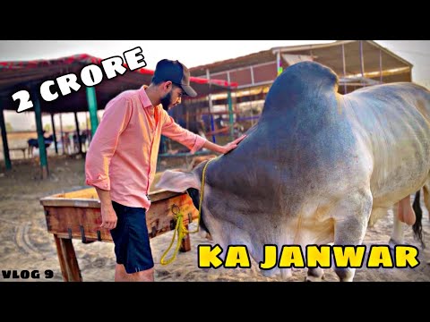 2 crore bull demand lahore ka sab se manga bull 😳| Talha sheikh vlogs|