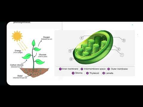Photosynthesis
