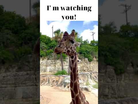 I am watching you!