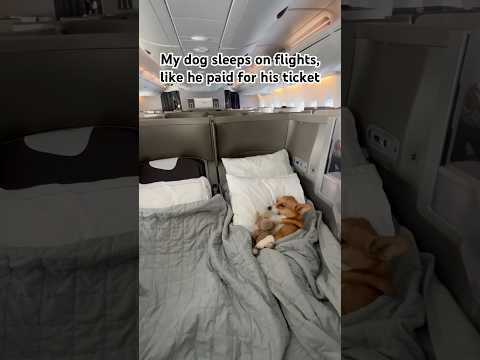 Dog flying in business class #pettravel #travel #corgi #plane #airline #airport #dog #dogshorts