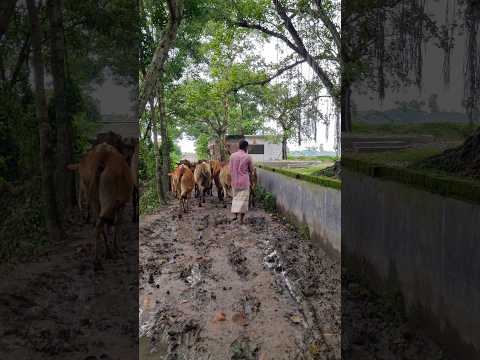 রাখাল #nature #gen7 #reels #beautychallenge #travel