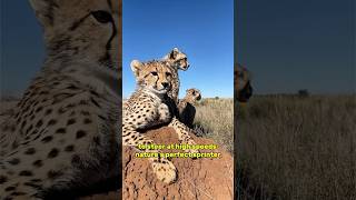 5 FACTS ABOUT CHEETAHS YOU’VE NEVER HEARD BEFORE!