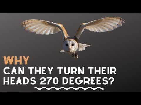Why Can Owls Rotate Their Heads 270 Degrees?