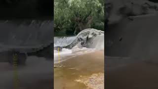 Impresionante cocodrilo escalando Río arriba#shorts #reels #tiktok#cocodrilo #cocodrilos cocodrilos