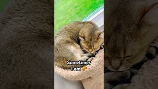 Sometimes I am… #brobranvideos #viralcatsong #sometimesiamalone #loafcat #loaf #round #pretzel #cat