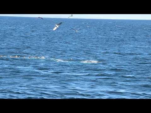 diving blue-footed boobies