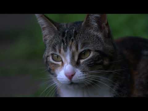 Warrior Cats TRAILER