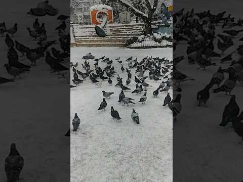 Pigeon Landing and Take Off #pigeon #pigeonlover #shorts