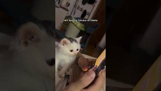 Average Online Class Experience 😂😂 #howtogetviewsonyoutubechannel #viralvideo #catvideos