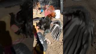 Pure claret gallo rooster #gallosdecombate #chicken #breeding #mexico #rooster #gallos #combat #egg