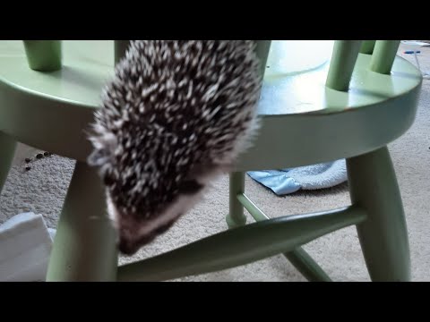 Hedgehog Moments part 4 #cuteanimal #funny #trending #cutepet #capcut