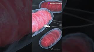 Mitochondria: The Powerhouse of the Cell! #shorts  #science  #mitochondria  #cellbiology  #health