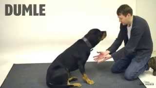 Dogs reaction to a magic trick!
