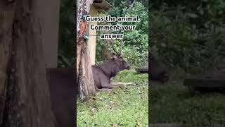 #animals #jungle #junglestories #fun #travel #munnar #thekkady #kerala