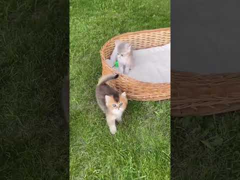 Naughty kitten 🎬✨#snappyworld #cute #funny#cat#pets#mèocon #mèo #mèodễthương#shorts #viral