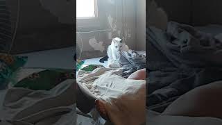 #catgram #cat #mycat #cats #catlover #cuteanimals #kitten #family #cutecat #kitty