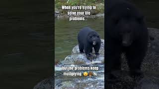 When you're trying to solve your life problems but the problems keep multiplying 😩🐻💸