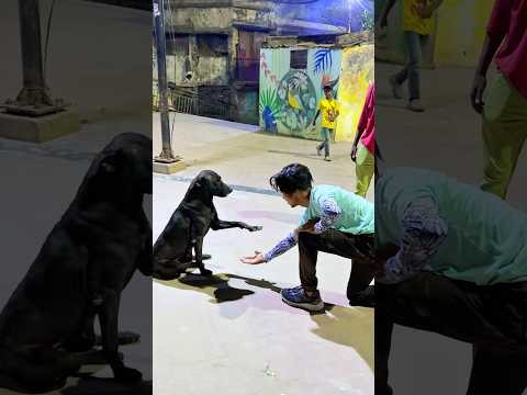 Dog Performs Amazing Flip🐶// Please 🙏 support this my channel #dogflip #funnydogs #funnyshorts