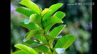 പേരയിലയുടെ ഞെട്ടിക്കുന്ന ഗുണങ്ങൾ.. അറിയേണ്ടതെല്ലാം.......