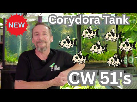 New Corydora Tank CW51
