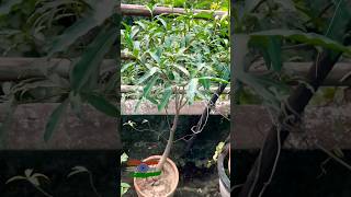 Baobab Tree India #baobab #tree #baobabtree #india #shorts