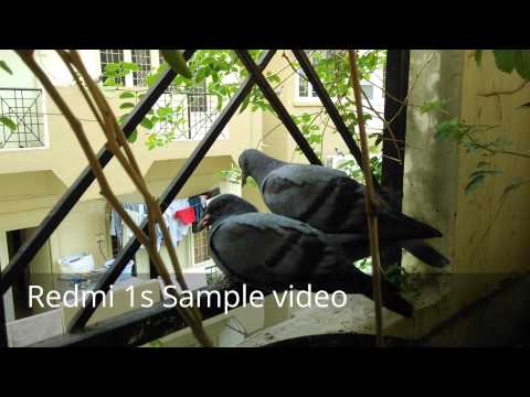 Two baby pigeons with my Redmi 1s mobile.